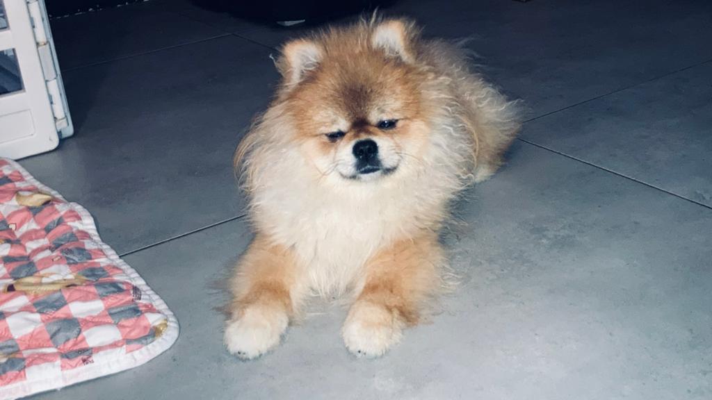 Prachtig nestje kleinkeesjes( pommeriaantjes), Keeshond, Teef, Parvo, Eén hond