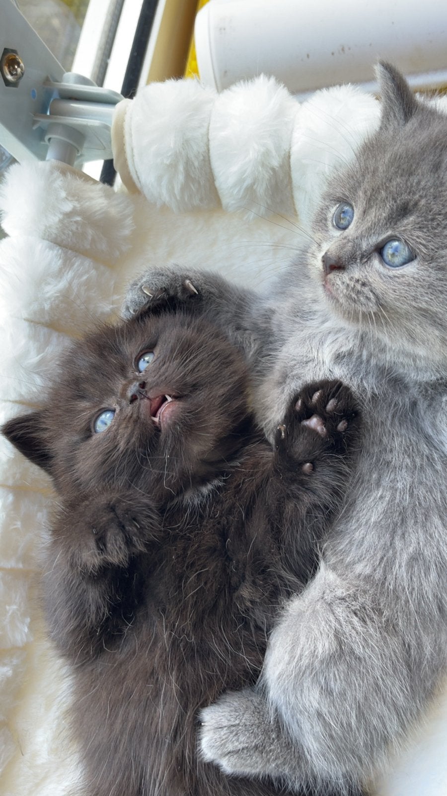 Britse Korthaar kittens, Dieren en Toebehoren, Meerdere dieren, Kortharig, 0 tot 2 jaar