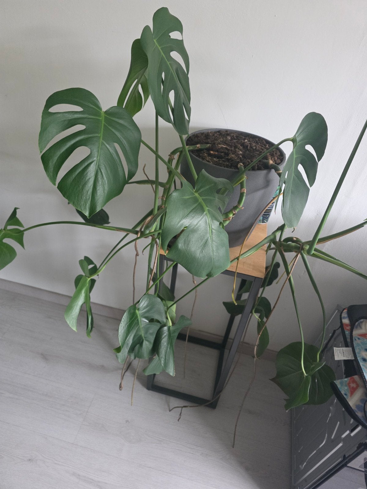 Een hele mooie plant, Ophalen, Overige soorten, Volle zon