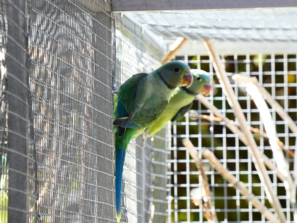 Mooie forse jonge Malabar parkieten, Meerdere dieren, Parkiet