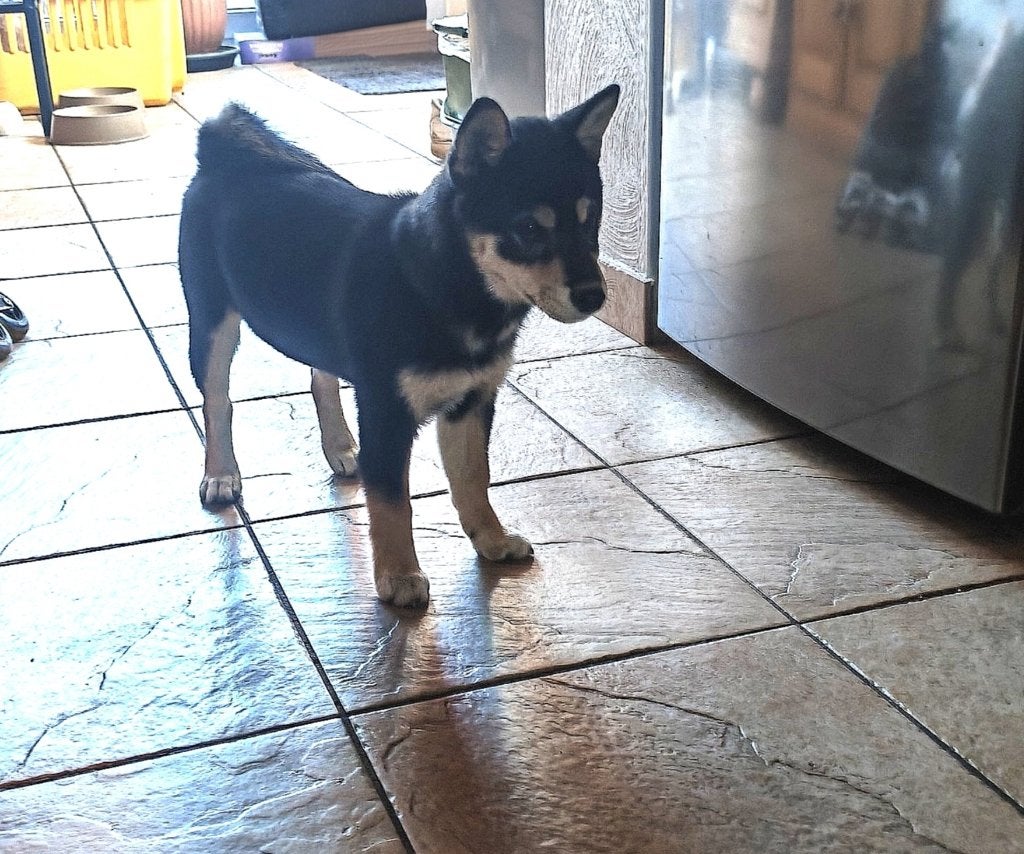Shiba Inu, Dieren en Toebehoren, Honden | Chihuahua's en Gezelschapshonden, Overige rassen, 8 tot 15 weken, Teef, Meerdere
