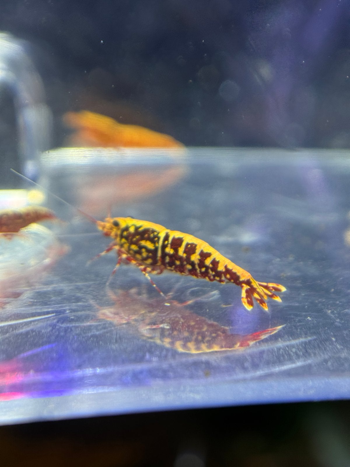 Red (galaxy) fishbone snowflakes, Kreeft, Krab of Garnaal