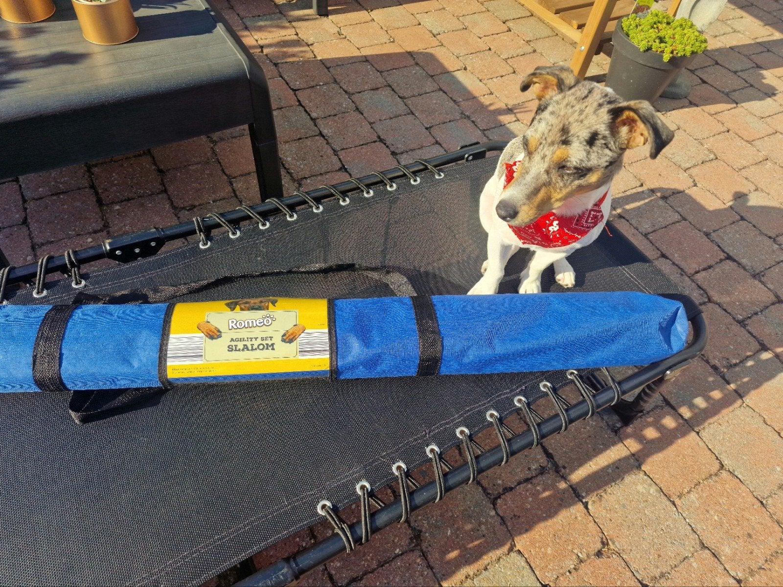 ZGAN Agility tunnel en slalom beide in opbergtas, Ophalen, Zo goed als nieuw