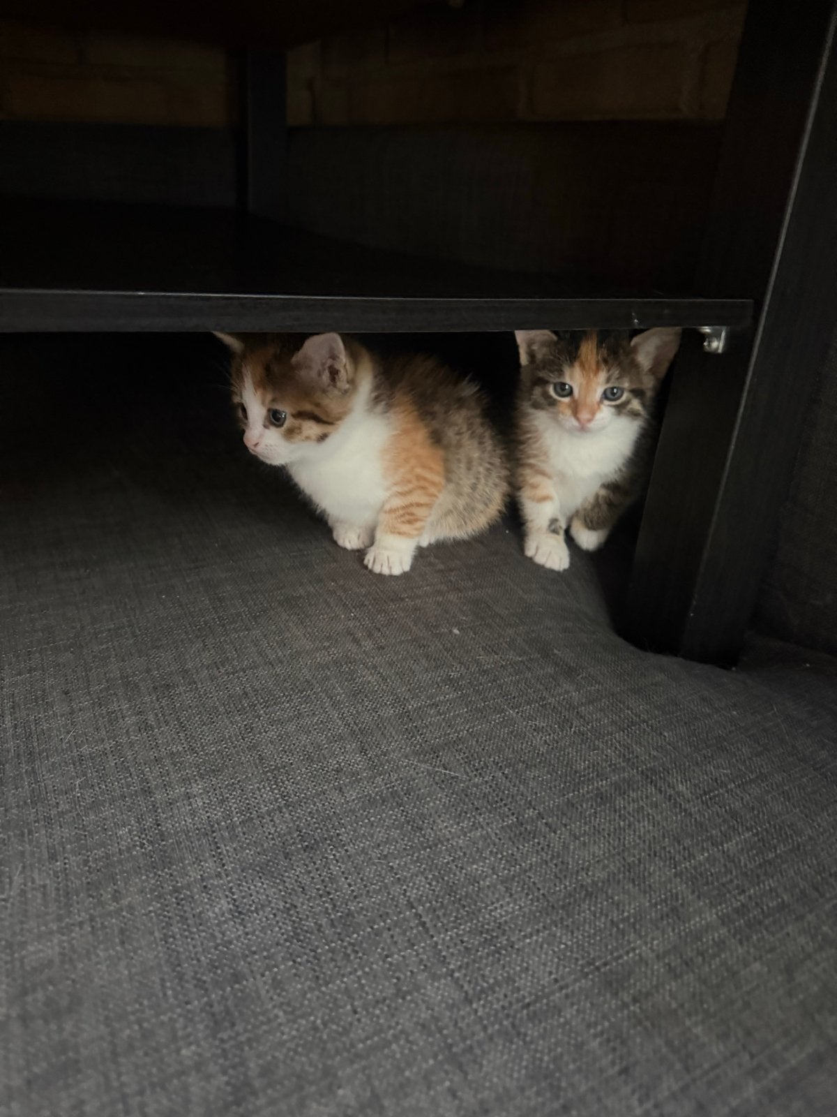 Kittens, Poes, 0 tot 2 jaar