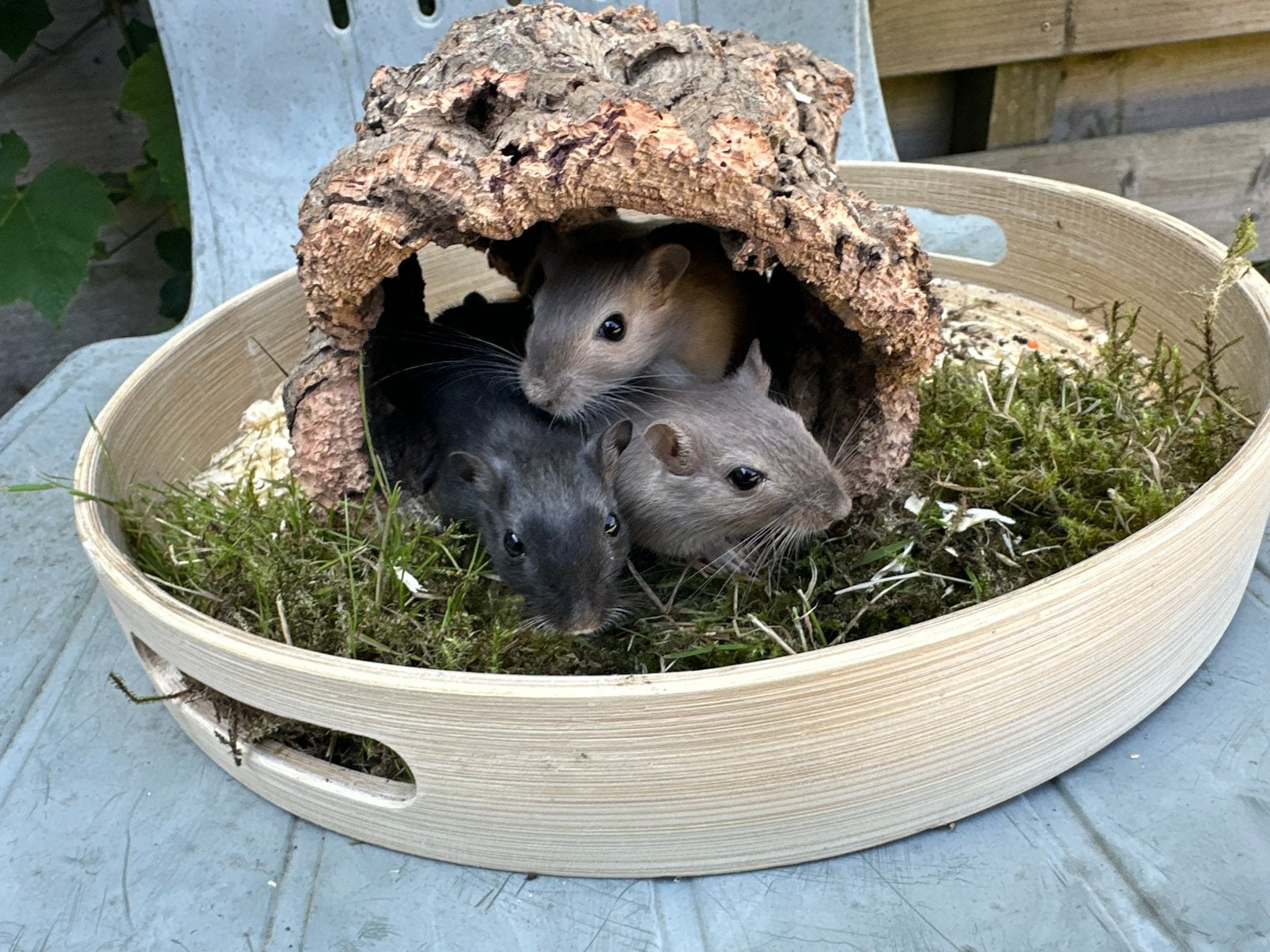 Tamme gerbil broers te koop!, Juni, Mannelijk, Overige typen, Tam