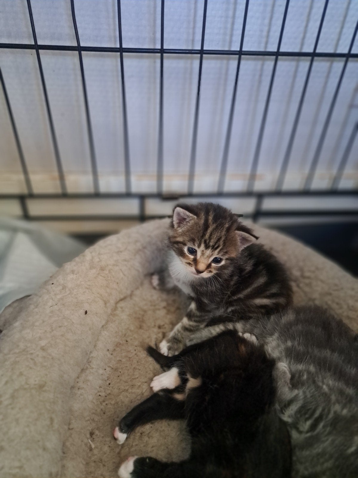 kittens, Poes, Kortharig, 0 tot 2 jaar
