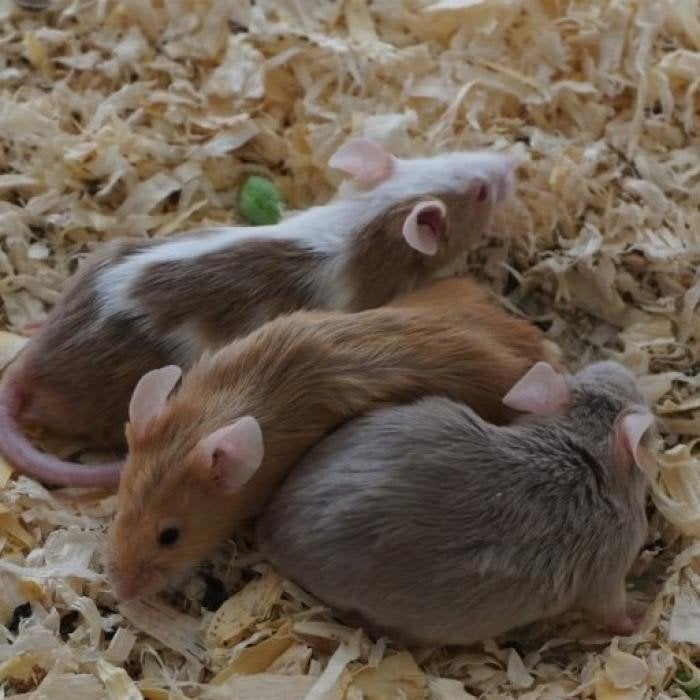 muizen te koop, Dieren en Toebehoren, Augustus, Meerdere dieren
