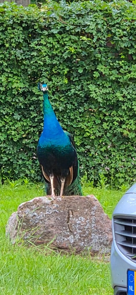 Meerdere PAUWEN te koop mannetjes en vrouwtjes, Dieren en Toebehoren, Meerdere dieren, Overige soorten