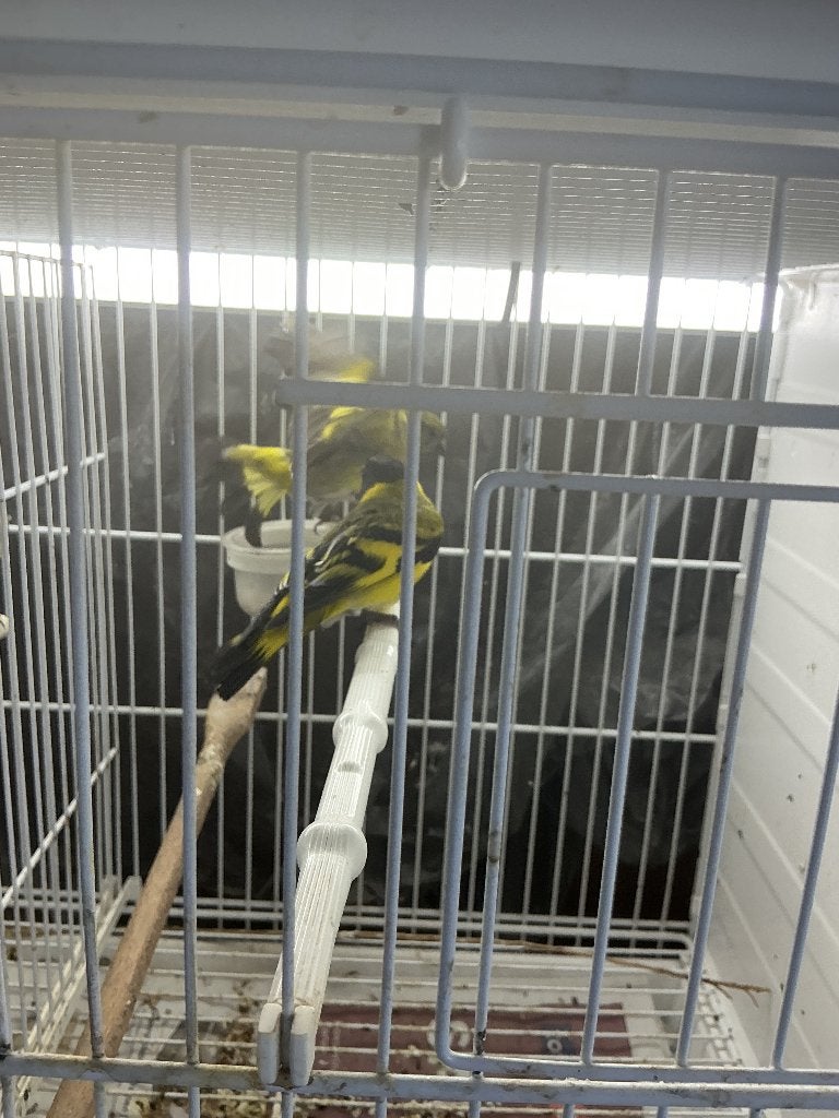 Zwartkopsijzen, Dieren en Toebehoren, Vogels | Overige Vogels, Meerdere dieren, Tropenvogel