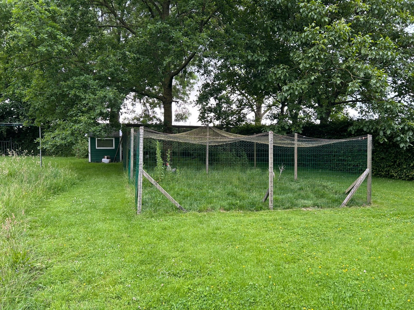 Kippenren met hok, Dieren en Toebehoren, Vogels | Hokken en Kooien, Ophalen, Gebruikt, Vogelkooi