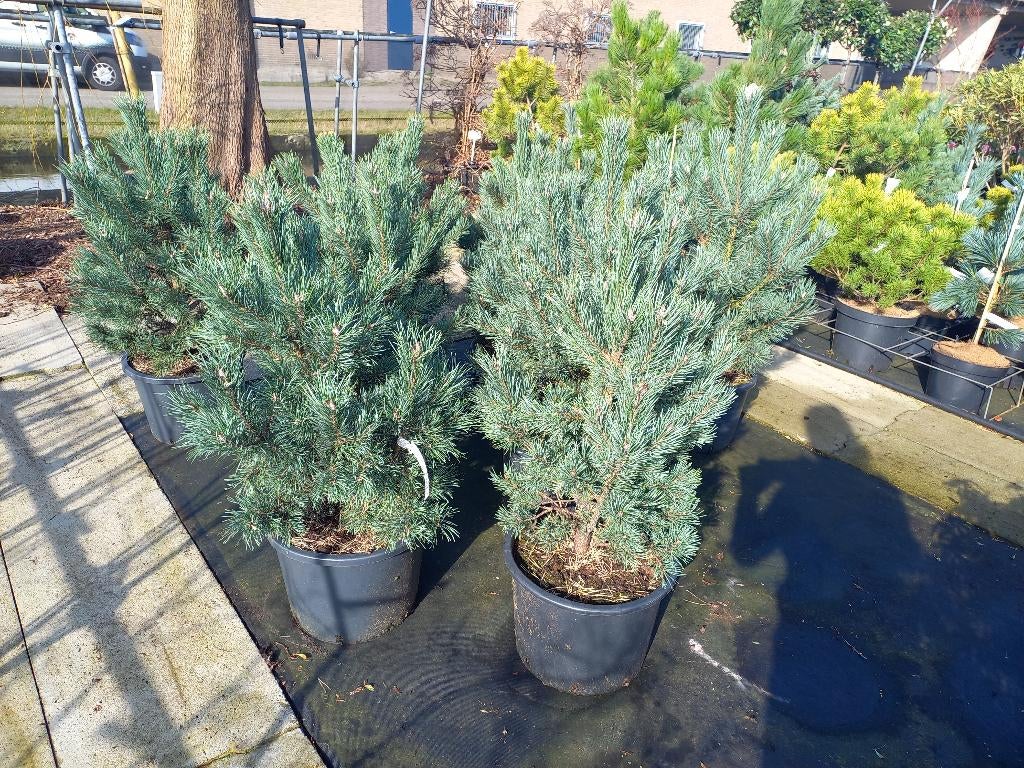 Pinus meerder soorten, Tuin en Terras, Planten | Bomen, Overige soorten, Volle zon, Bloeit niet, In pot, Ophalen