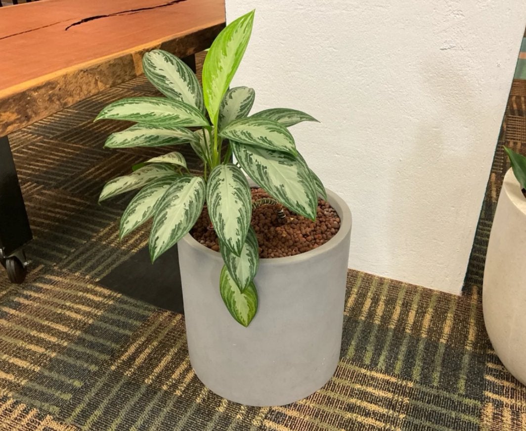 Plant met gratis pot en gratis hydrometer, Ophalen, Overige soorten, Halfschaduw, In pot