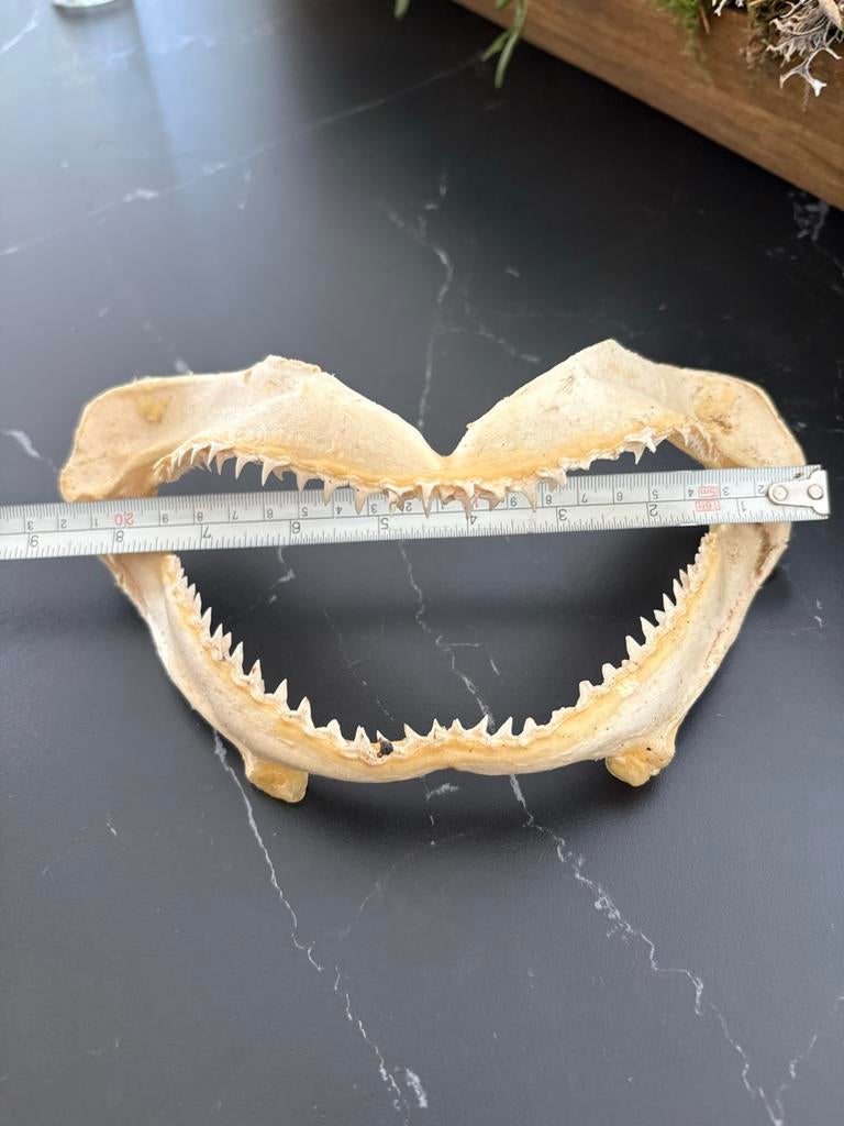 Taxidermie, Ophalen of Verzenden, Gebruikt