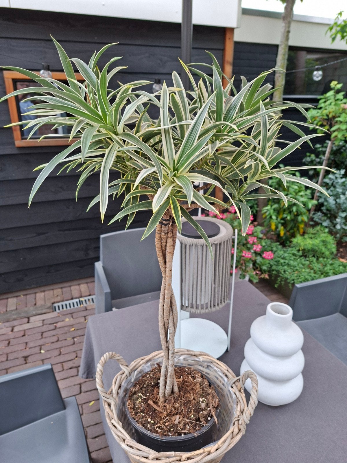 Leuke dracaena met gedraaide stam 90h plus mand, Ophalen, Ficus, Halfschaduw, Minder dan 100 cm