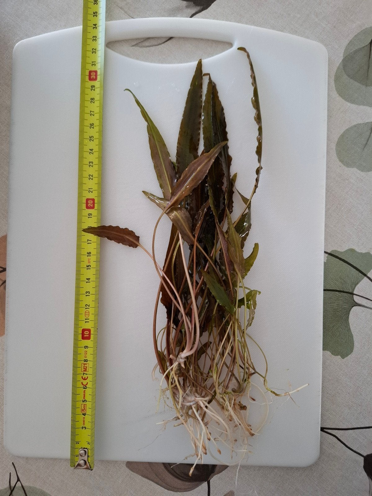 jonge aquariumplant - Cryptocoryne, Dieren en Toebehoren, Vissen | Aquaria en Toebehoren, Ophalen of Verzenden, Nieuw, Plant(en), Steen of Hout