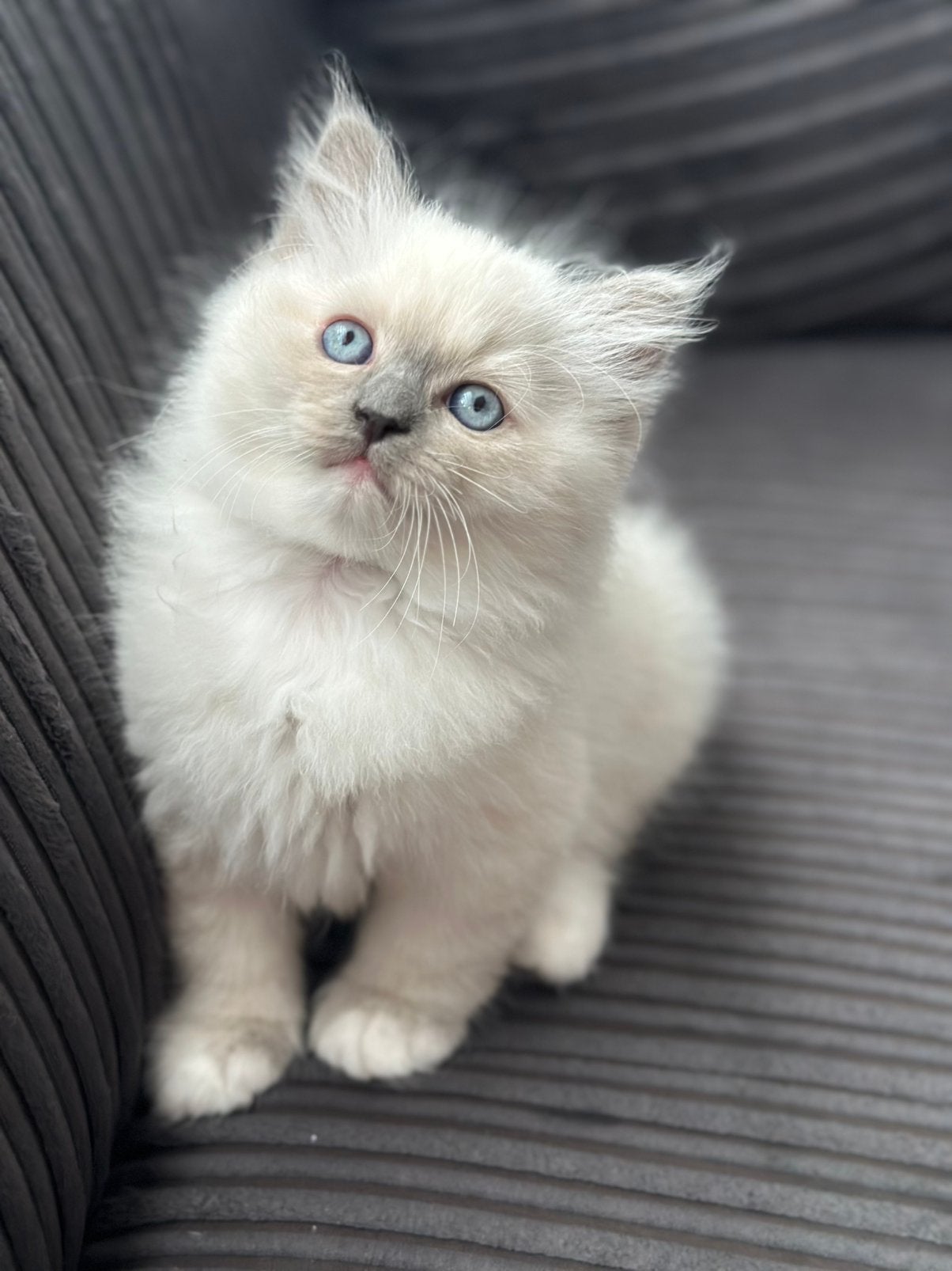 Ragdoll kitten (kater), Dieren en Toebehoren