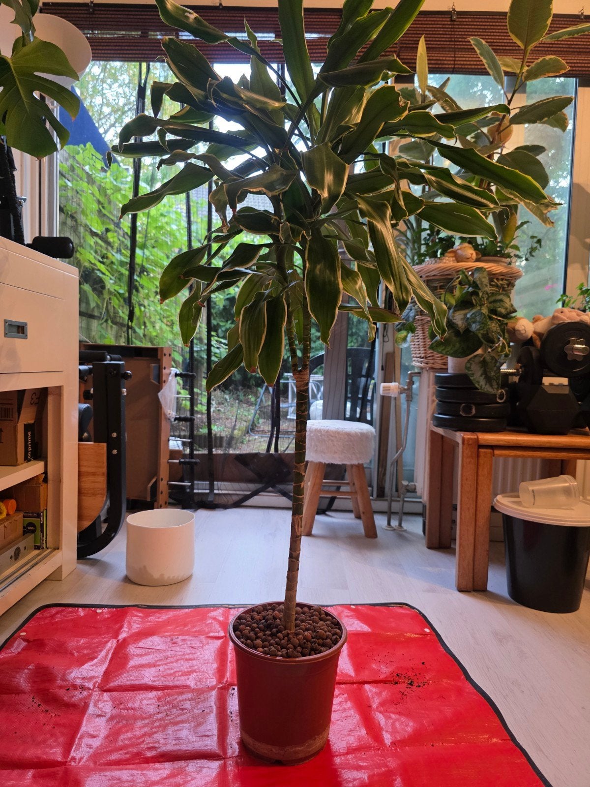 dracaena, Bloeit niet, Overige soorten, Minder dan 100 cm, Ophalen