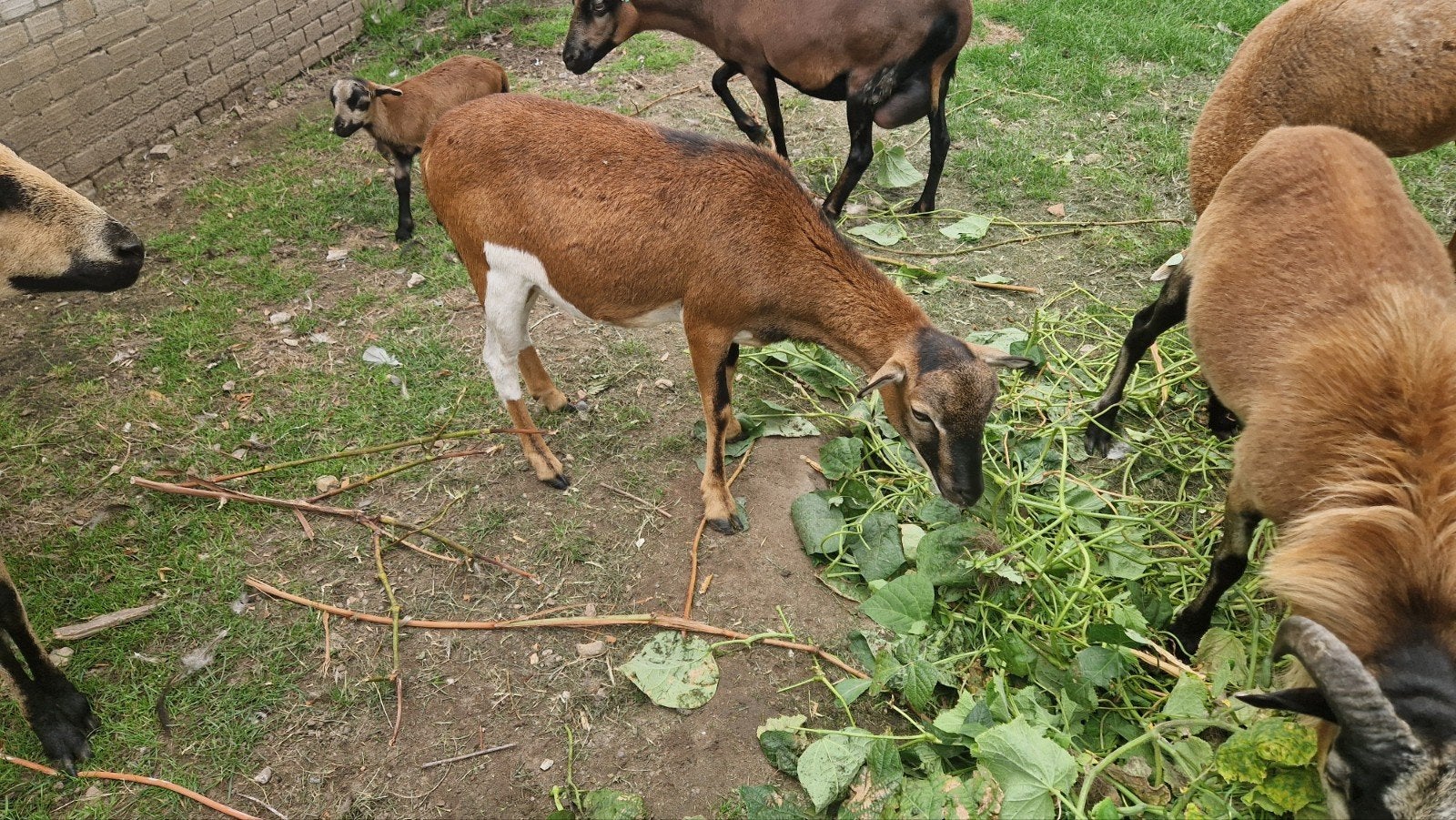 kameroen ooitjes, Dieren en Toebehoren, Schapen, Geiten en Varkens, Vrouwelijk, Schaap