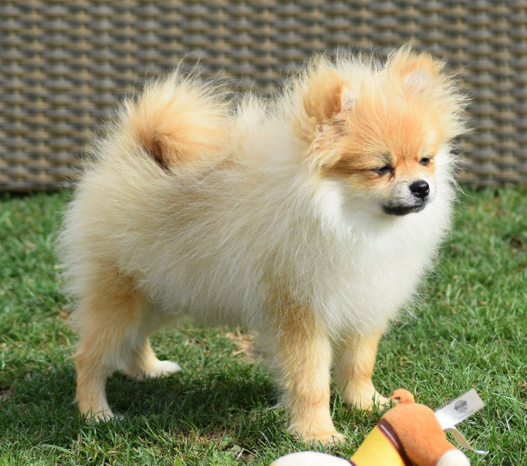 pomeranian- 3 kluci -5 měsíců-s rodokmenem, Fokker | Hobbymatig, Reu, 8 tot 15 weken, Buitenland