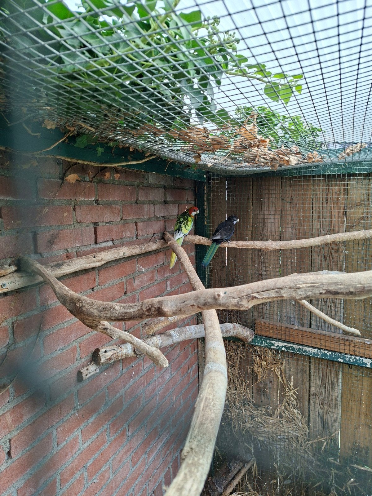 rosella mutatie, Dieren en Toebehoren, Meerdere dieren, Parkiet, Geringd