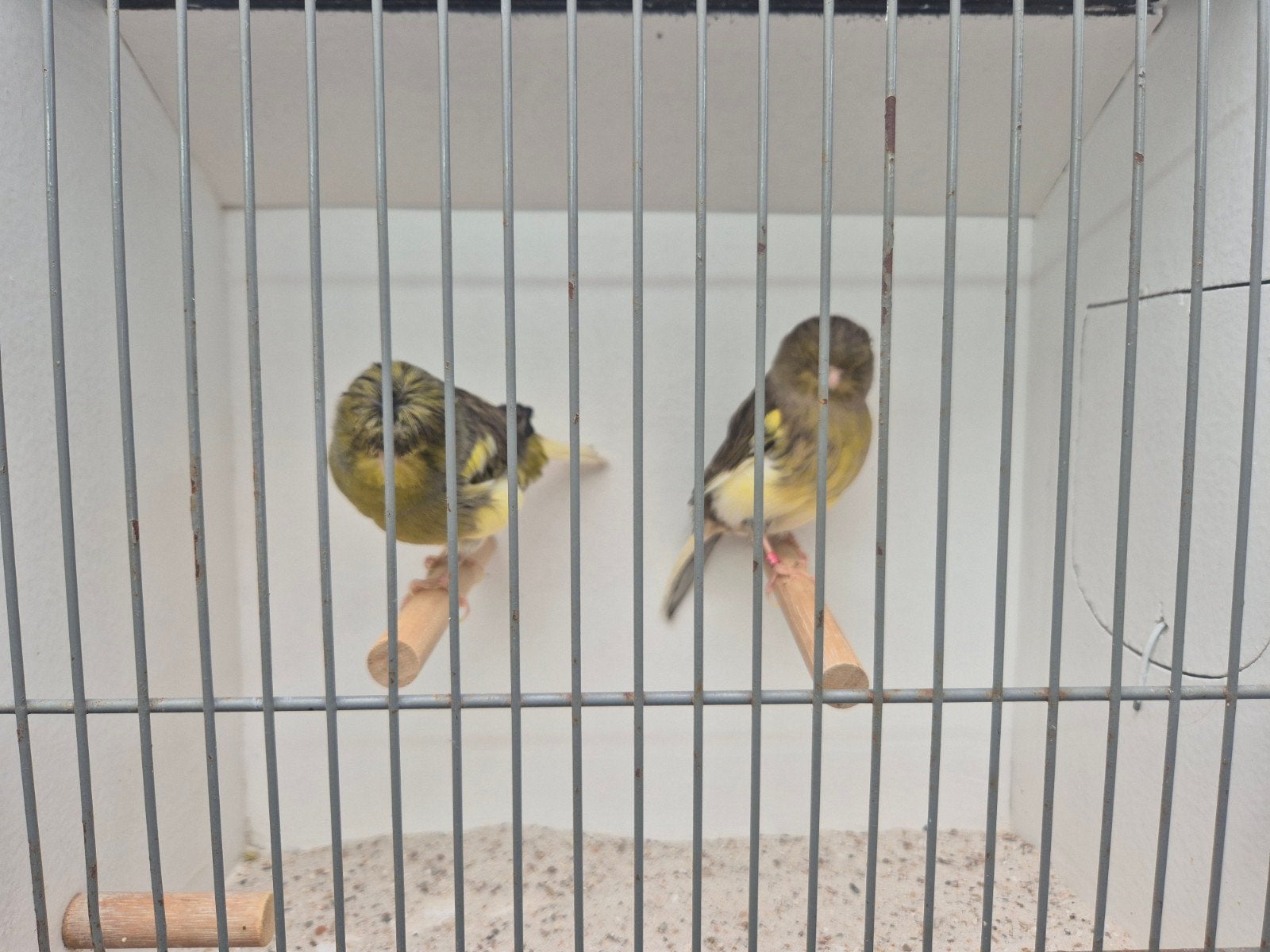 Gloster kanaries, Dieren en Toebehoren, Meerdere dieren, Kleurkanarie