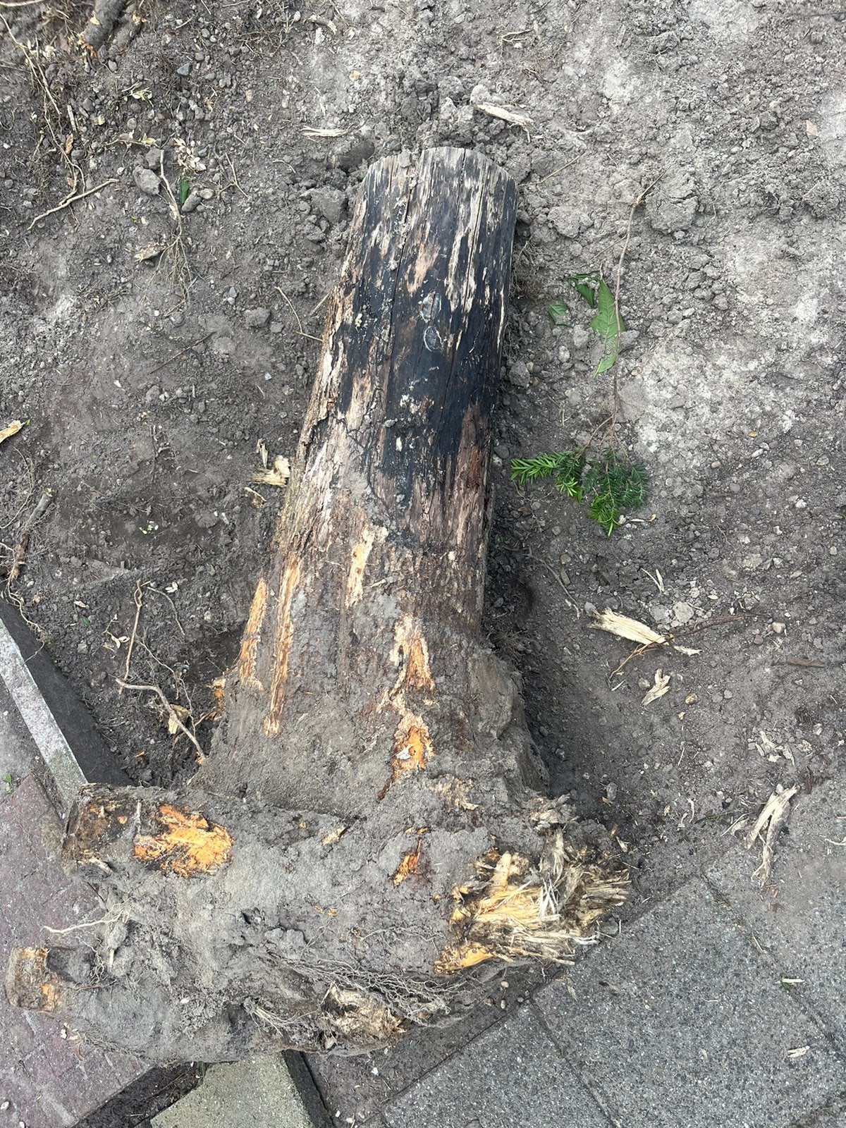 Boomstam / haardhout gratis, Minder dan 3 m³, Ophalen