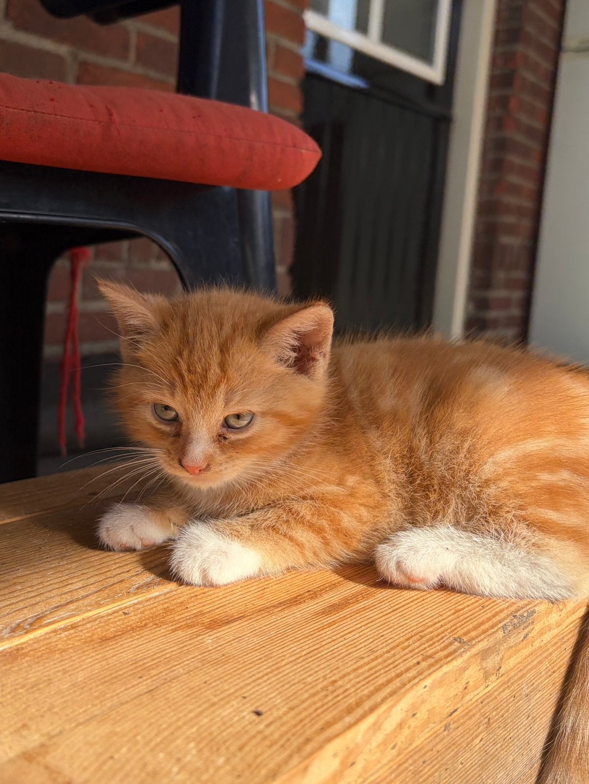 Lieve aanhankelijke boerderijkittens, Dieren en Toebehoren, Kater, Kortharig, 0 tot 2 jaar