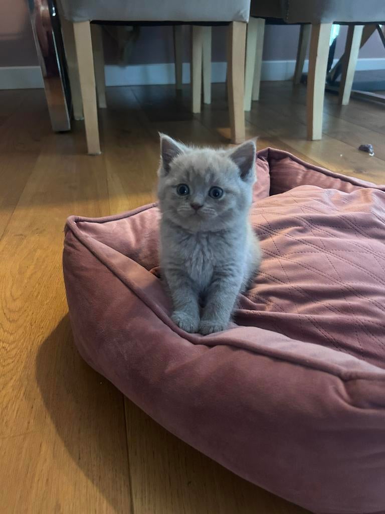 Raszuivere britse korthaar lilac, Dieren en Toebehoren, Katten en Kittens | Raskatten | Korthaar, Meerdere dieren, Ontwormd