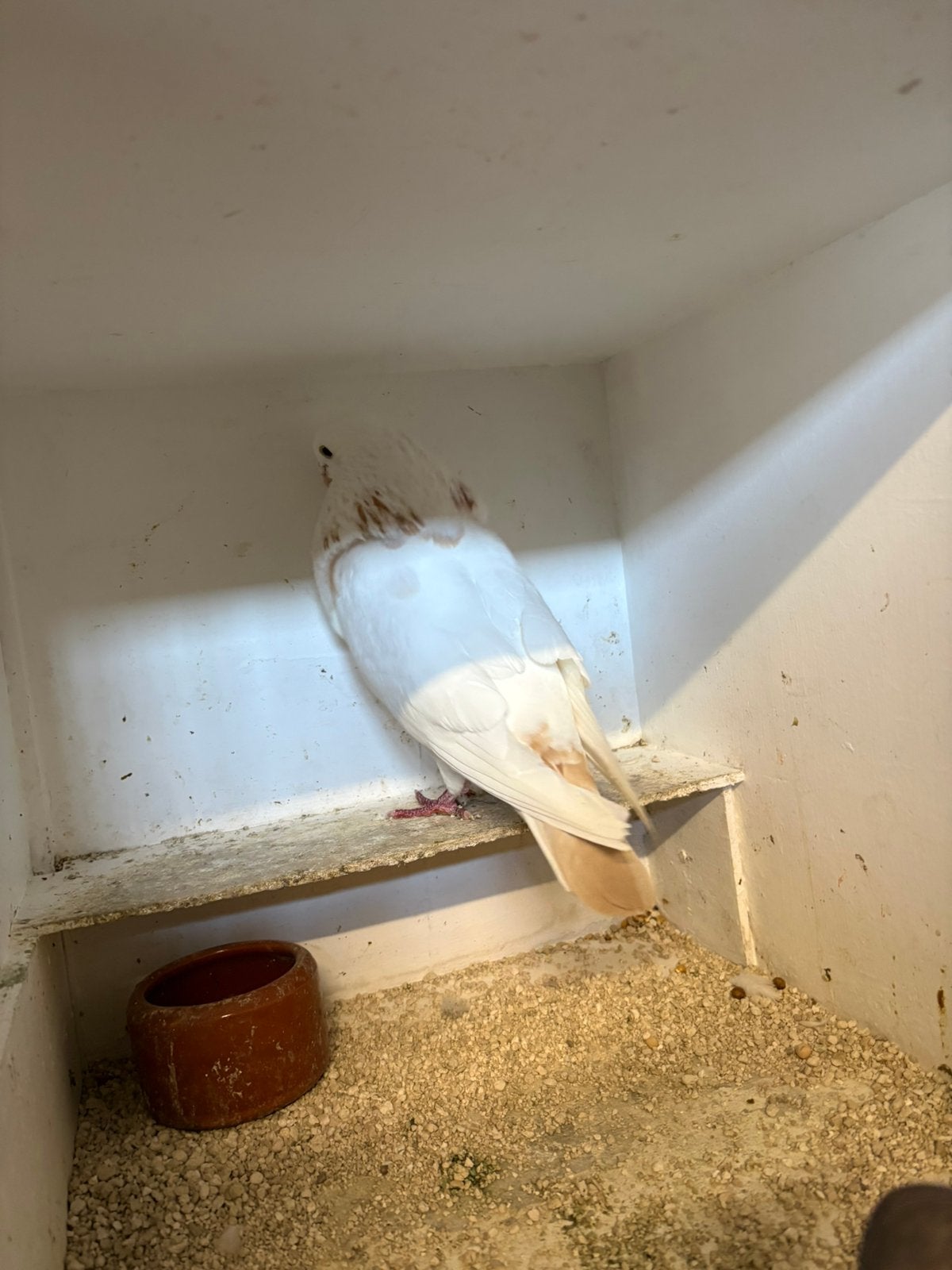 Geelbont, Dieren en Toebehoren, Vogels | Duiven, Mannelijk, Kropper