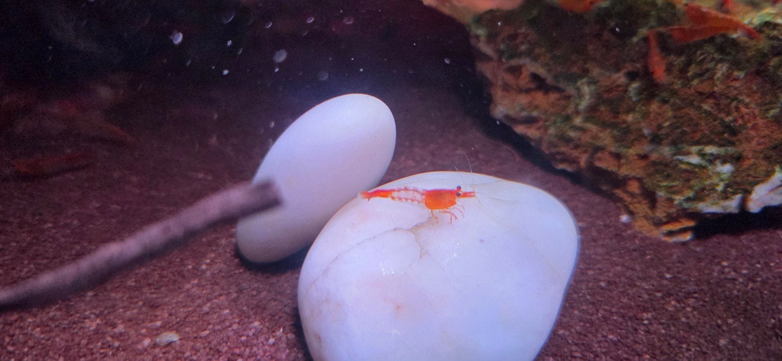oranje rili garnalen., Kreeft, Krab of Garnaal, Zoetwatervis