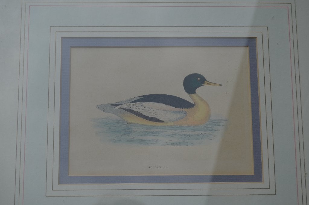 Fraaie handgekleurde litho 'Goosander' (Grote Zaagbek) 1868, Ophalen of Verzenden, Dieren en Natuur, Ingelijst, Lithografie