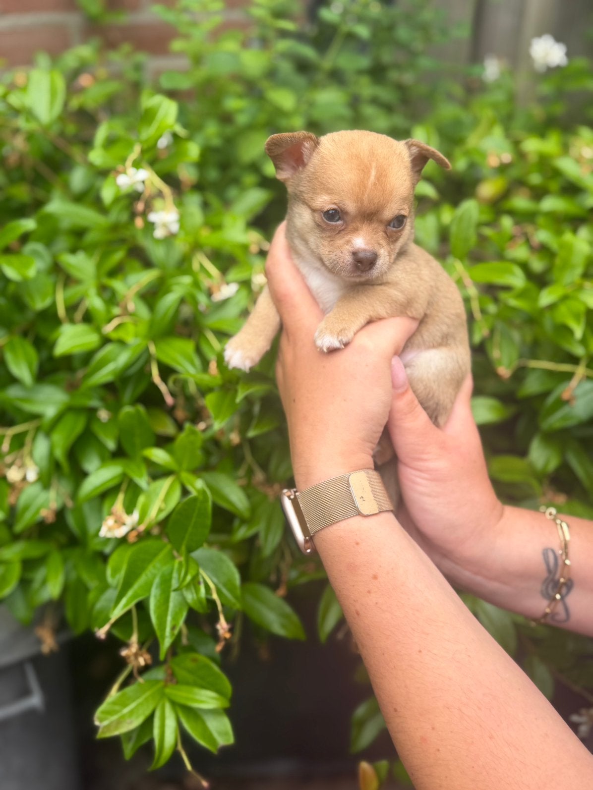 🌸Prachtige chihuahua pups, Dieren en Toebehoren, 8 tot 15 weken, Meerdere, Meerdere dieren, Chihuahua
