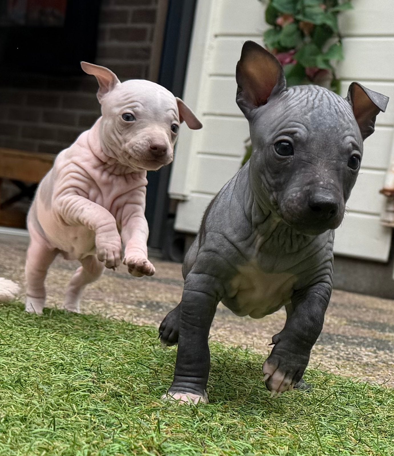 American Hairless Terrier / amerikaanse naakthond, Parvo, Nederland, Overige rassen, 8 tot 15 weken