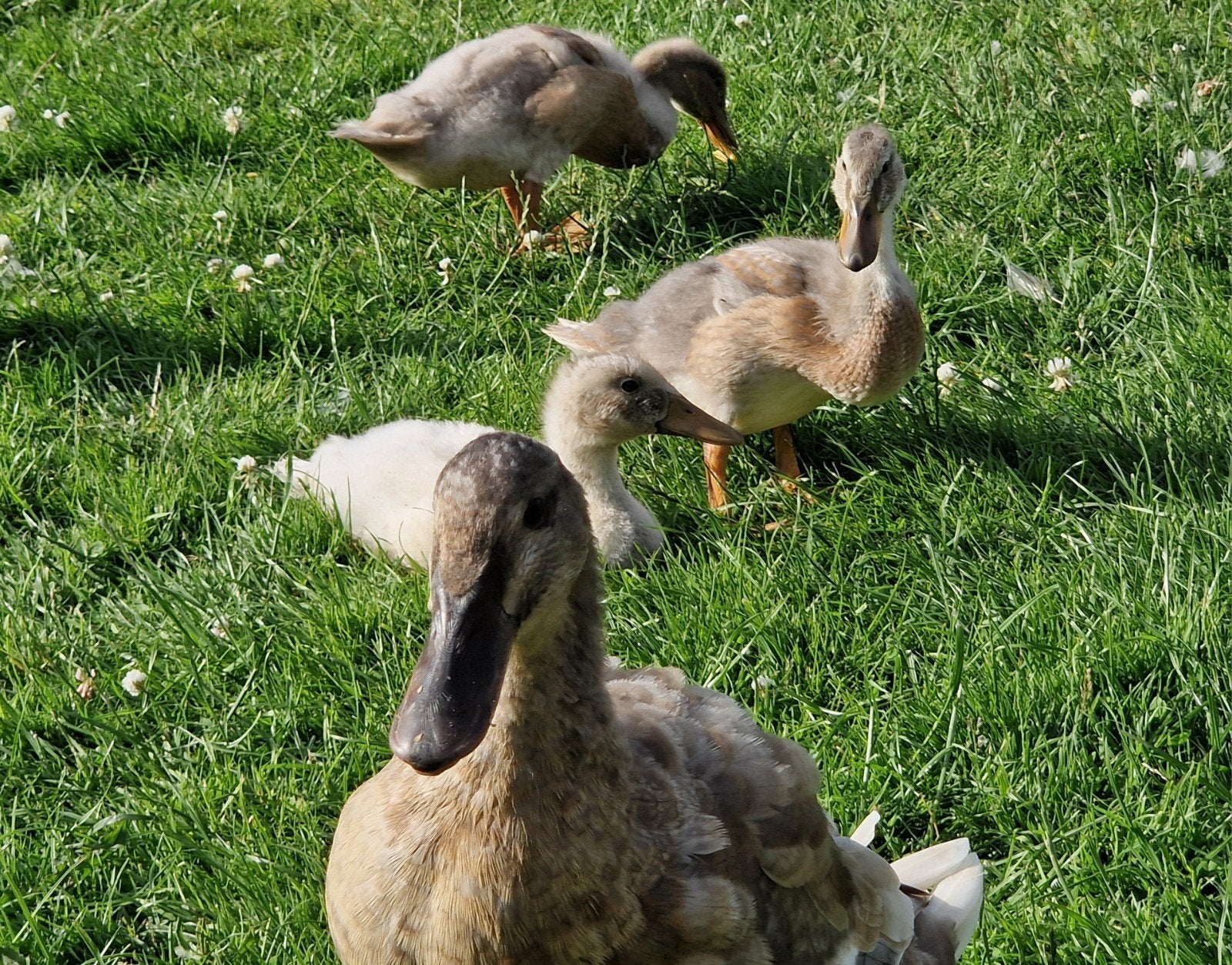Diverse jonge erf eenden, kippen en haantjes, Dieren en Toebehoren, Pluimvee, Meerdere dieren, Kip
