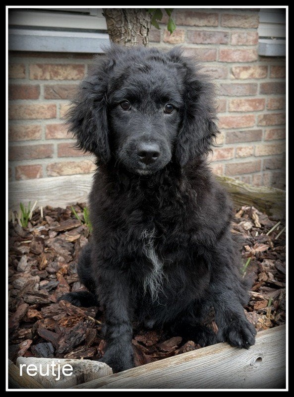 Boompoo pups. Boomer x poedel, Dieren en Toebehoren, Honden | Chihuahua's en Gezelschapshonden, Nederland, Parvo, 8 tot 15 weken
