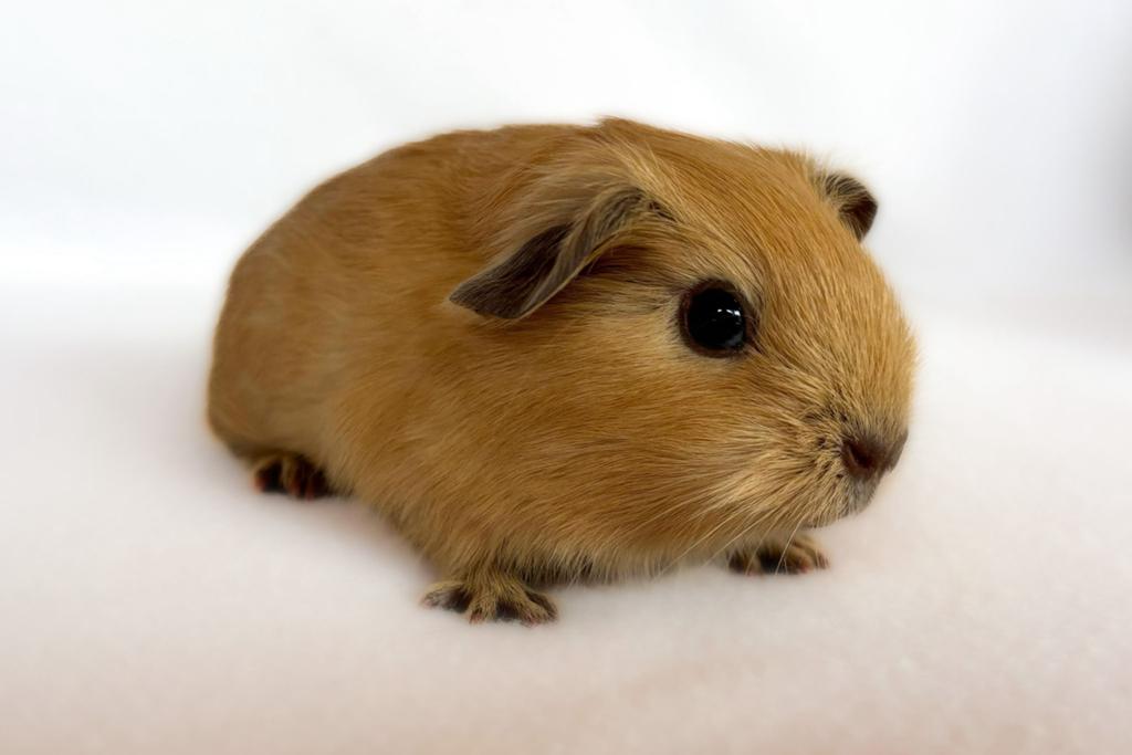 Californian zeug choco crème gladhaar Cali, Dieren en Toebehoren, Knaagdieren, Cavia, Vrouwelijk, Mei, Tam