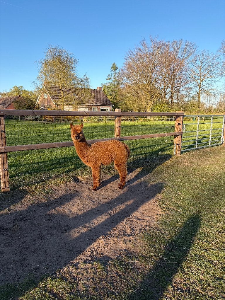 Alpaca hengst(je) te koop!, Dieren en Toebehoren, Overige Dieren, Juli, Mannelijk