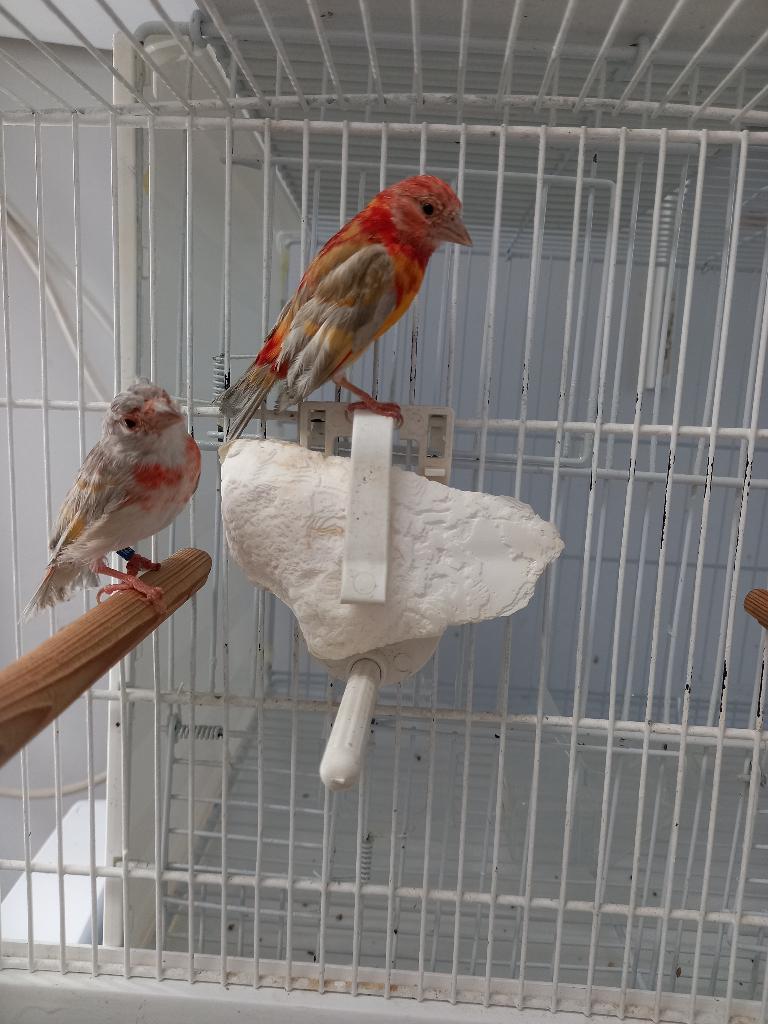 KAPOETSENSIJS MUTANTEN, Dieren en Toebehoren, Meerdere dieren, Tropenvogel, Geringd