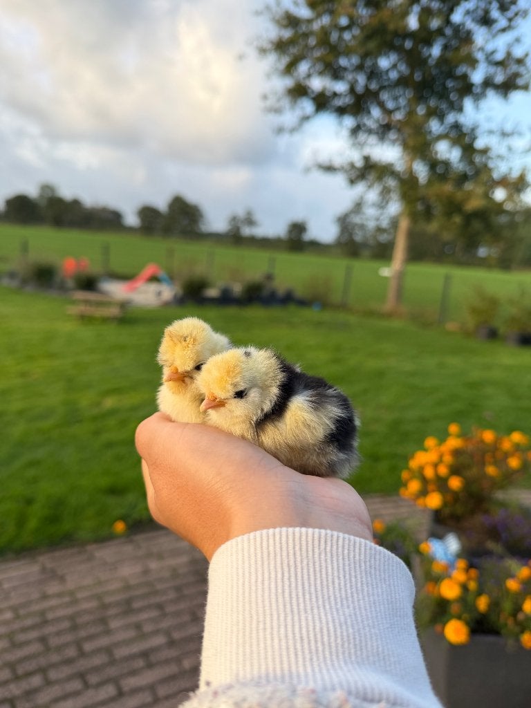 Kuikens, Dieren en Toebehoren, Meerdere dieren, Kip