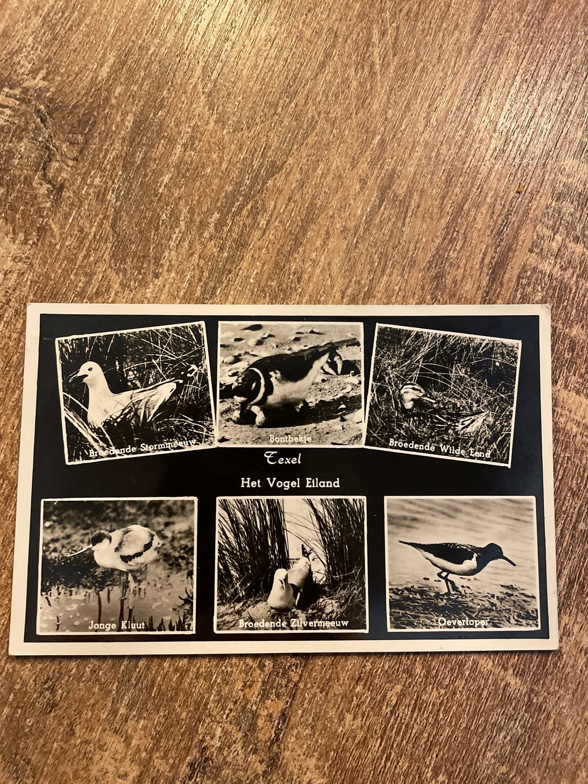 Oude ansichtkaart Texel Het Vogel Eiland - Zwart-wit foto's, Verzamelen, Ophalen of Verzenden, 1940 tot 1960, Gelopen, Waddeneilanden