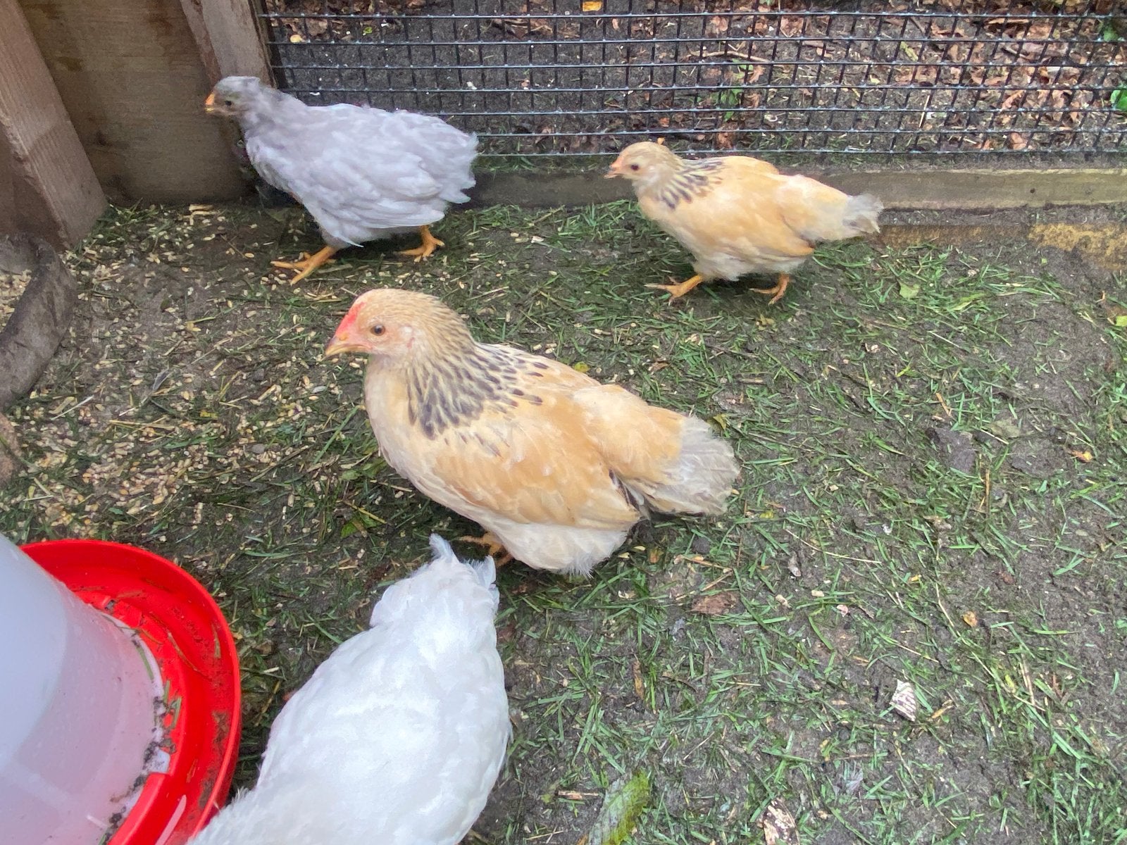Krielkip hen en haan Plymoth Rock, Dieren en Toebehoren, Pluimvee, Meerdere dieren, Kip