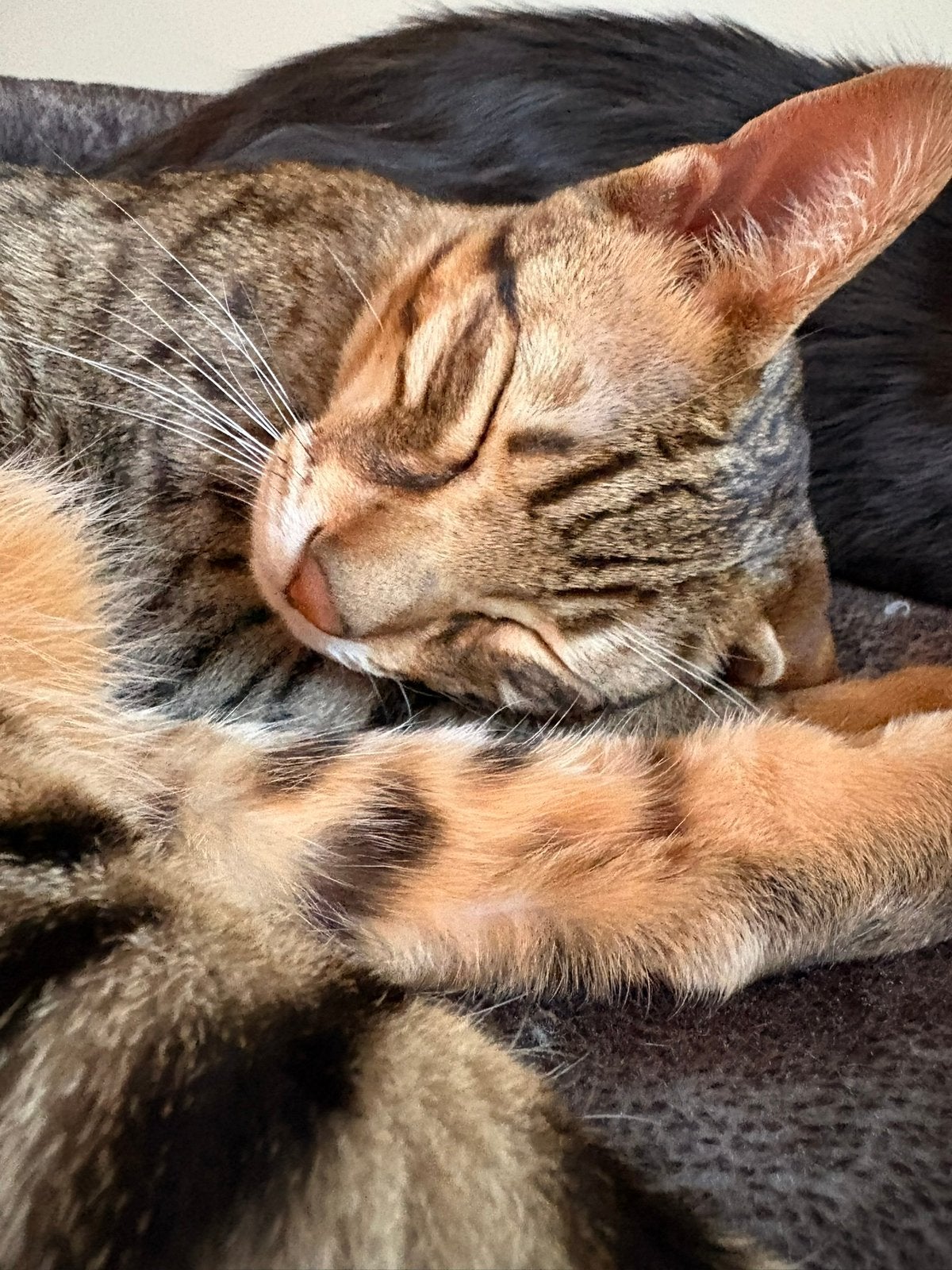 Savannah F6 kitten met stamboom en Maine coon GOED LEZEN!, Dieren en Toebehoren, Kater, Met stamboom, 0 tot 2 jaar