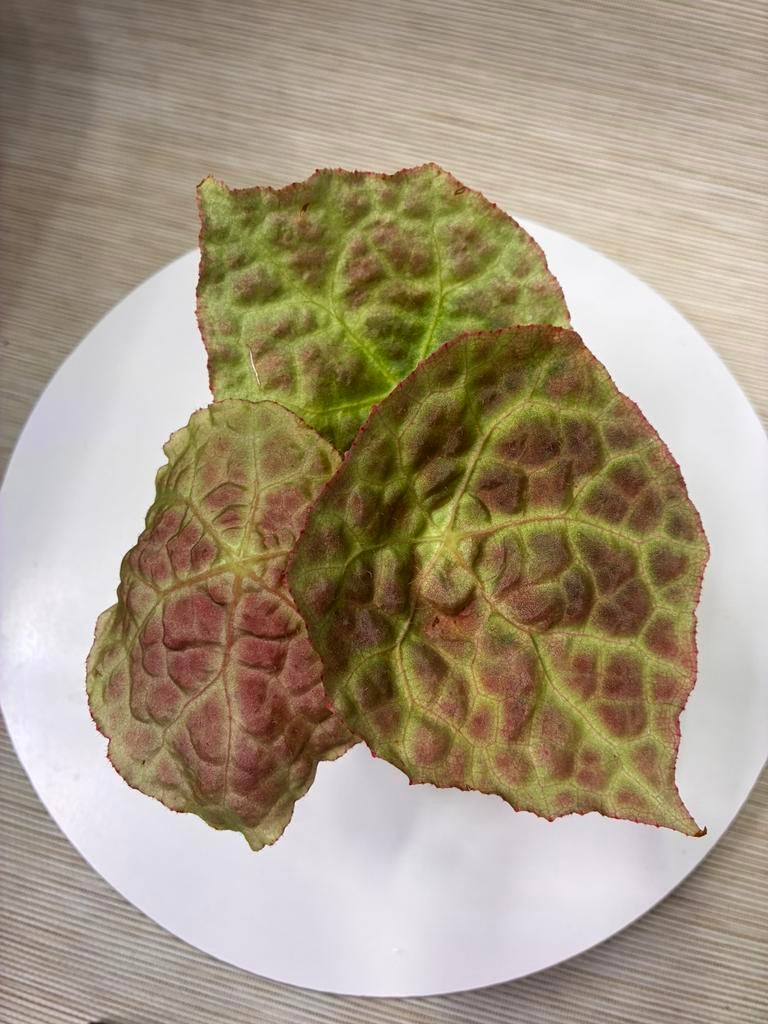 Bladstek Begonia Goegoensis, Huis en Inrichting, Kamerplanten, Overige soorten, Minder dan 100 cm, Groene kamerplant, Halfschaduw