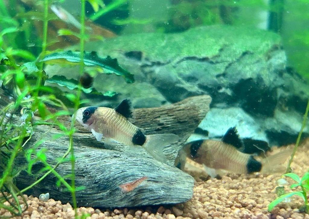 Panda corydoras, Vis, Zoetwatervis, Schoolvis