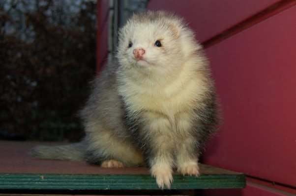 Gezocht vol angora fretten rammetje, Dieren en Toebehoren, December, Mannelijk