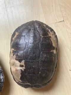 Schildpad Schilden, Schildpad, 11 jaar of ouder