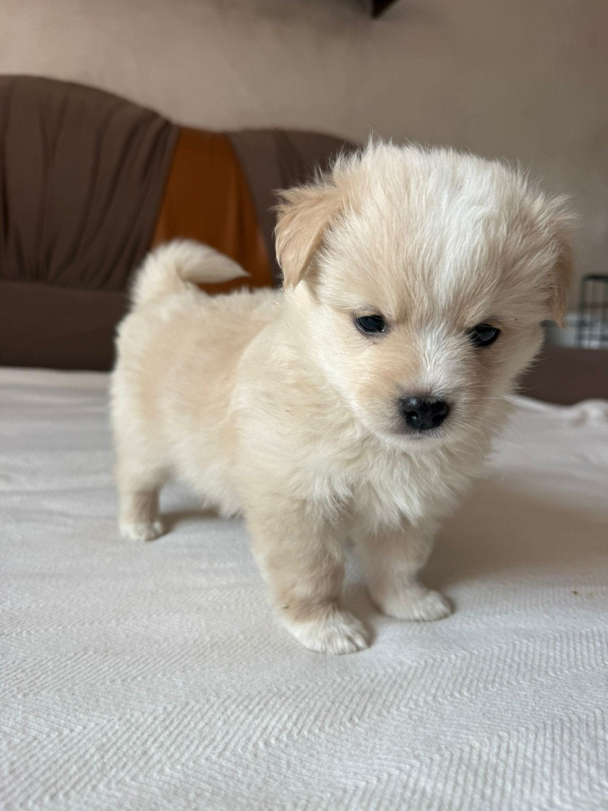 Puppys zoeken thuis, Kleinblijvend adoptie, Dieren en Toebehoren, Honden | Niet-rashonden, Particulier, Reu, 8 tot 15 weken, Buitenland