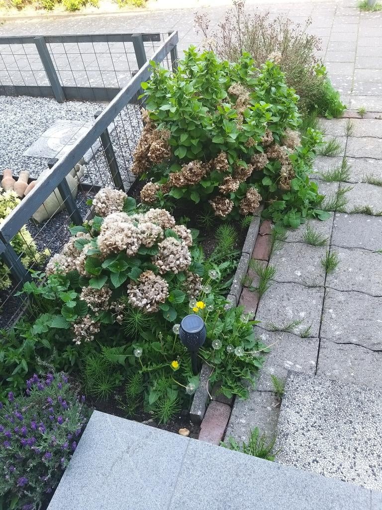 Onkruid verwijderen, Tuinonderhoud of Snoeiwerk