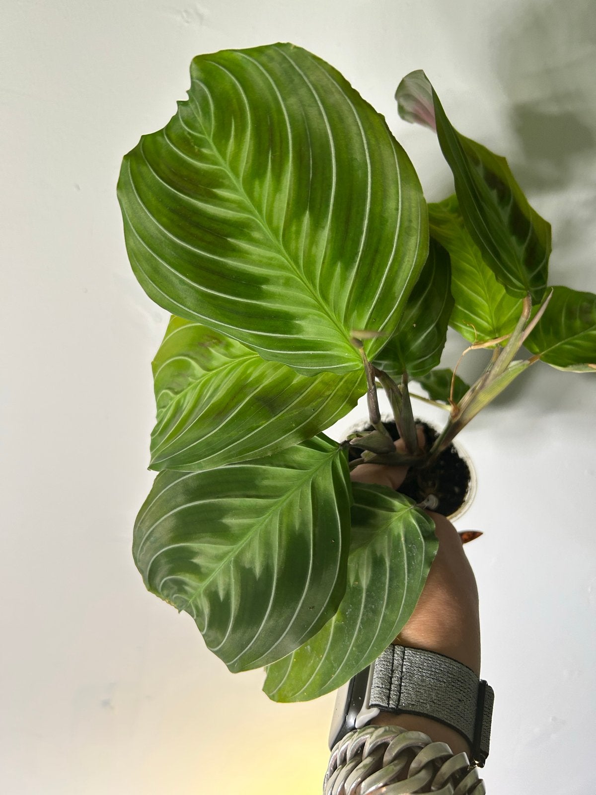 Maranta noid, Ophalen of Verzenden, Halfschaduw, Minder dan 100 cm
