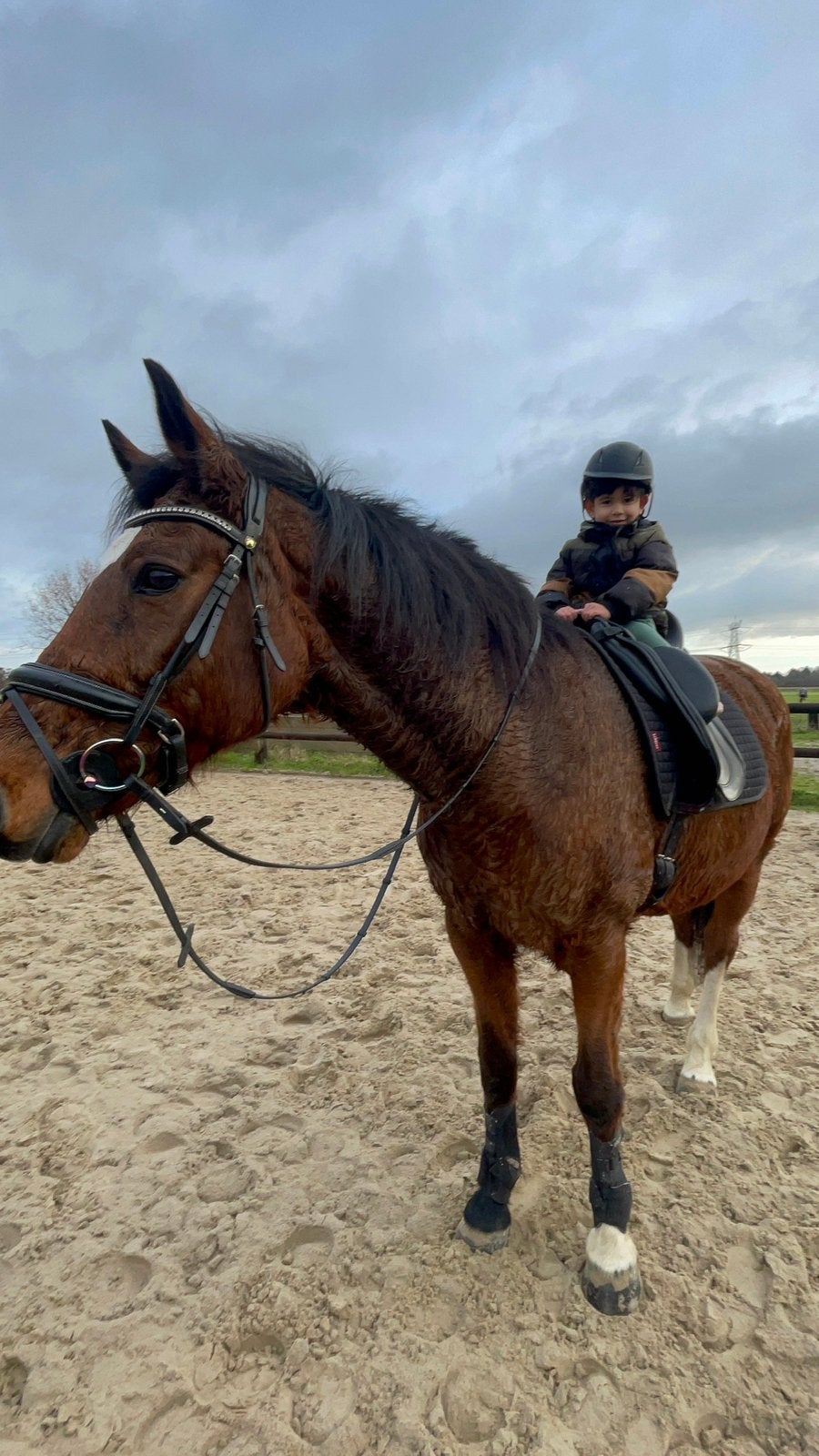Bijrijder/verzorger gezocht voor lieve merrie! in Overasselt